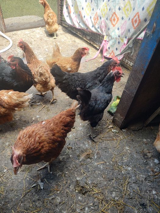 Găini ouătoare și Moravia