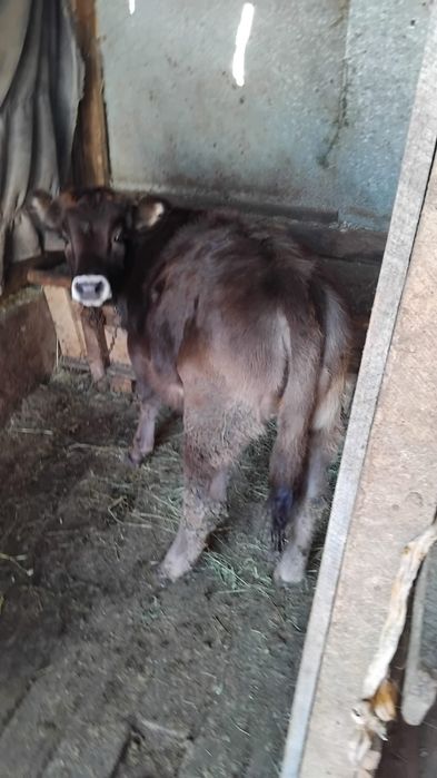 Vand vitea pt taiat sau tinut