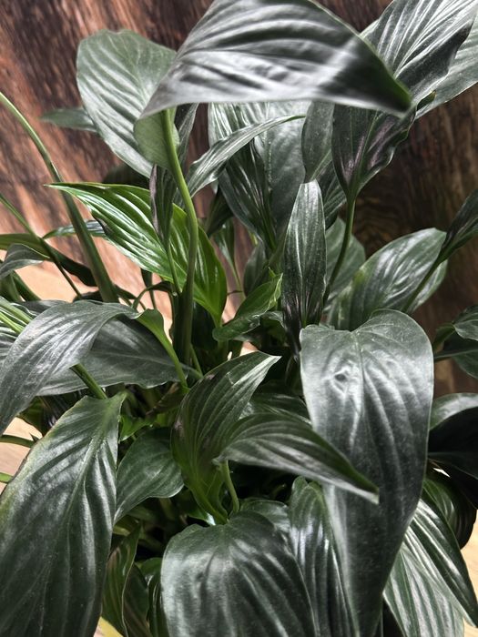 Спатифиллум женское счастье