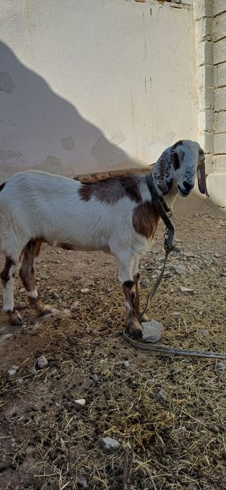 Коза ешкі породисты