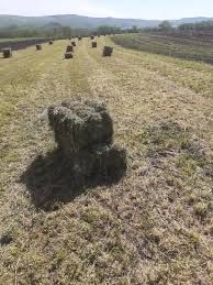 Baloti patrati lucerna/ fân