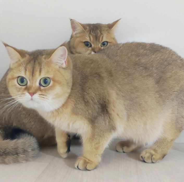 БриТашки ОчаРоваШки  шинШиллы