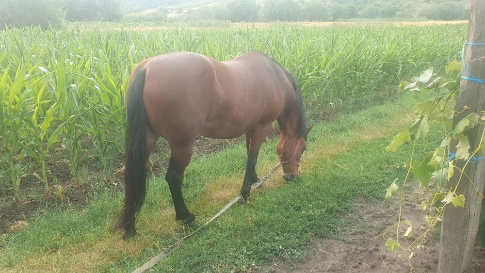 Se vinde iapă cuminte