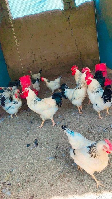 Адлер серебристый хурозлари сотилади