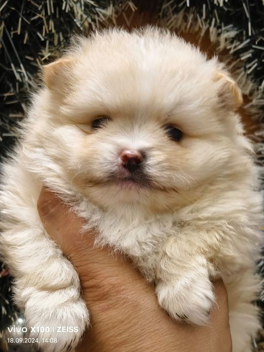 Очаровательные щенки шпица.