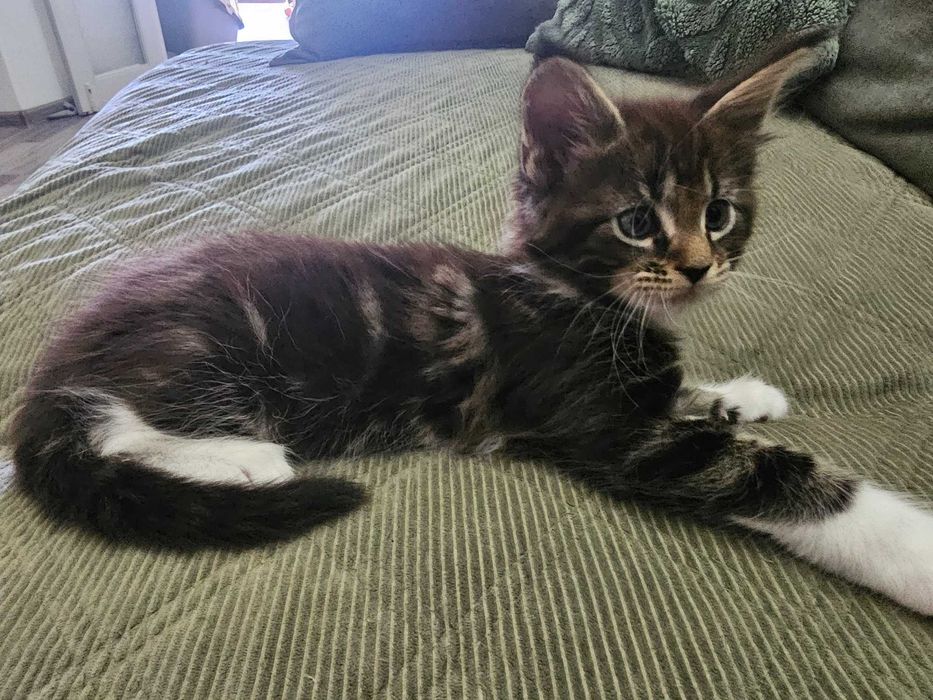 Motanel maine coon