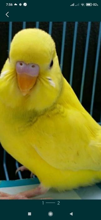 Неразлучники  молодые