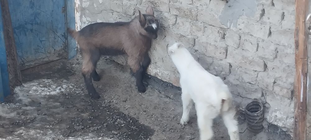 Ешкі, еркек лақ сатылады 10 000тенге