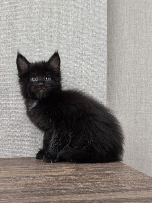 Девочка мейн-кун классик