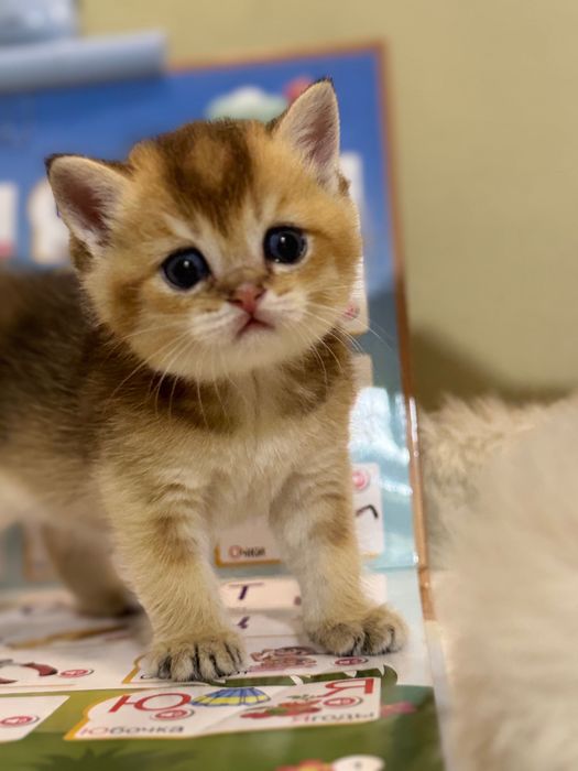 Продается котенок Шиншила ny25