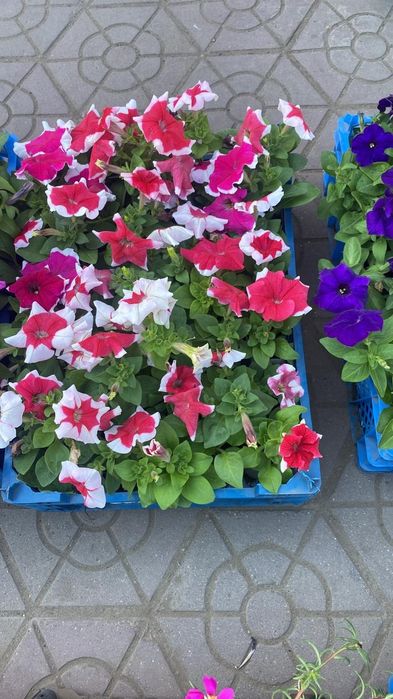 Продам петуньи низкорослую