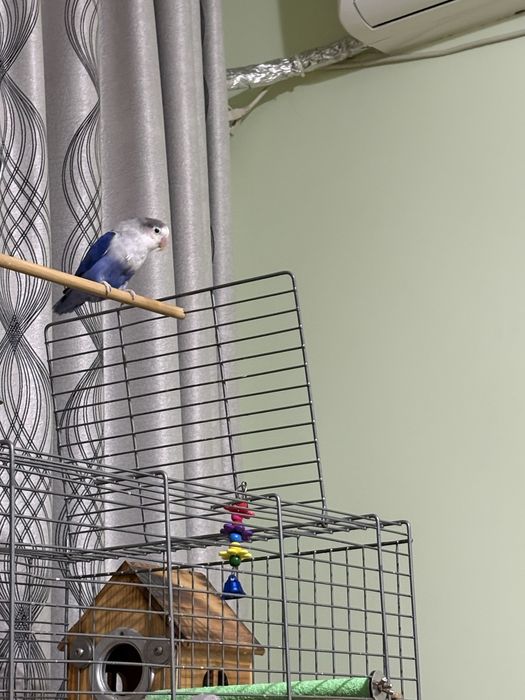 Agapornis , femela , blanda, varsta 8 luni isi cauta casuta noua