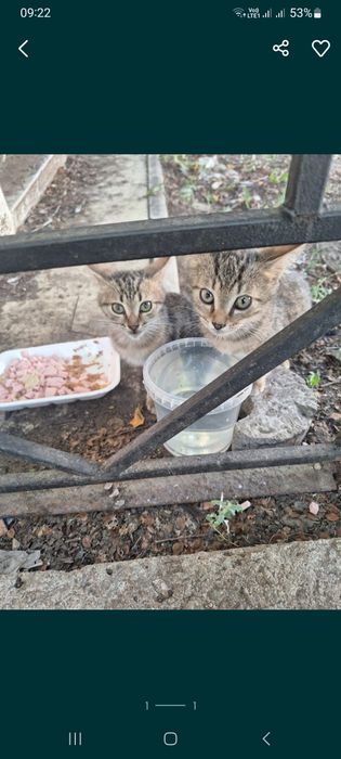 Кошечка и котик в добрые руки.