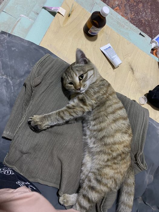Дарю котенка с приданым