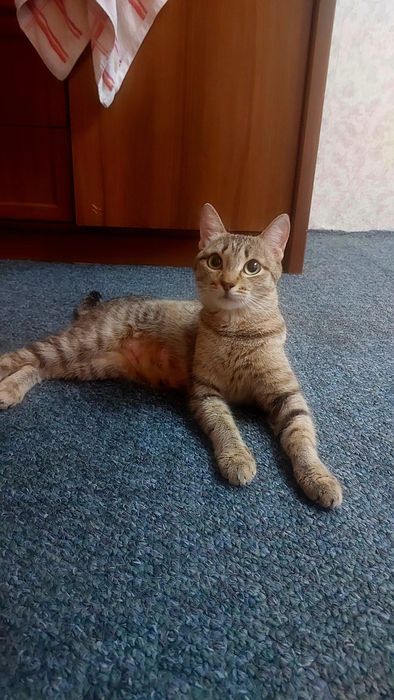 Отдам котят бесплатно