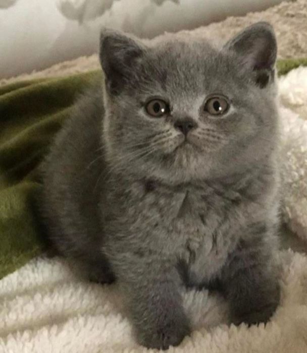 Baetel british Blue