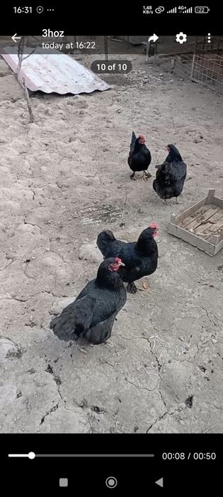 Qora oq tovuqlar  sotiladi