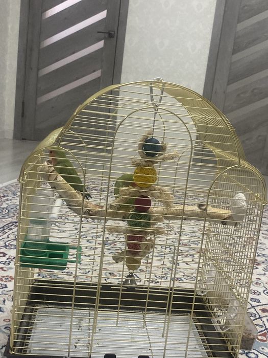 Продается попугай Неразлучники