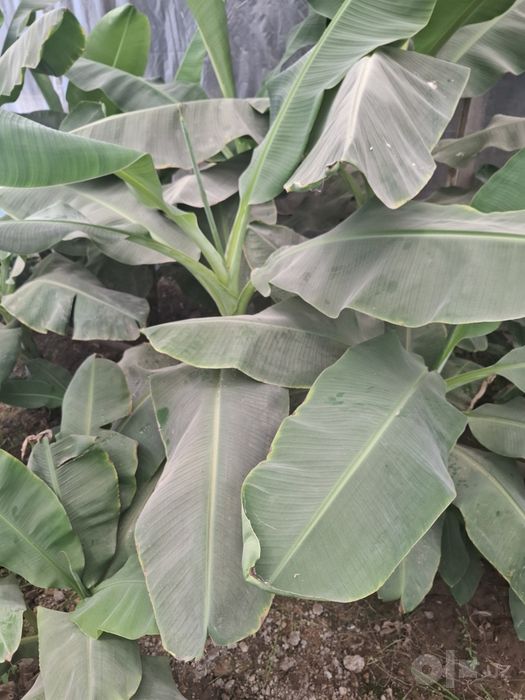 Banan ko‘chatlari sotiladi.