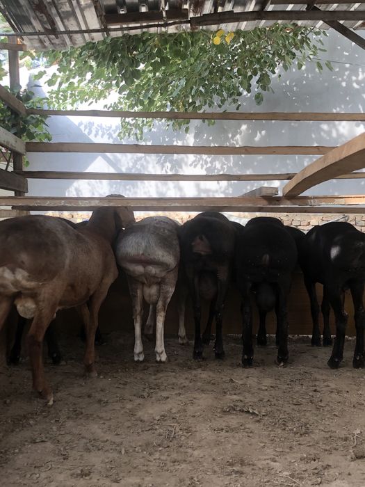 Toy Aqiqa va boshqa marosimlar uchun xonadonda boqilgan qochqorla bor