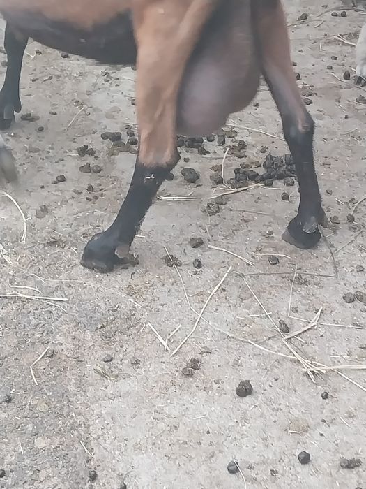 Vând capra alpina franceză