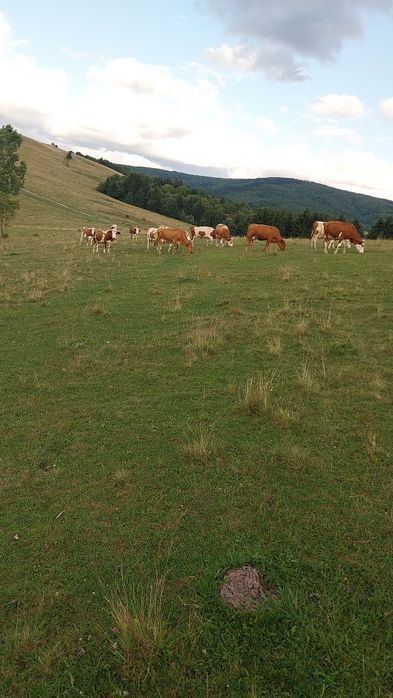 Vaci tinere de vânzare