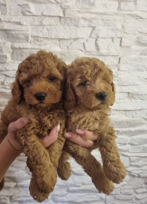 Той Пудел Мини Пудел