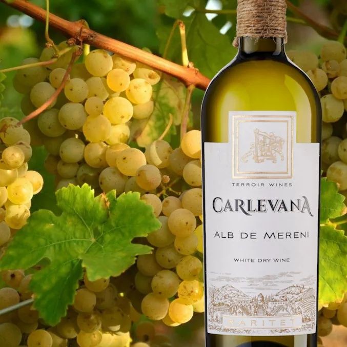 Struguri de vin .