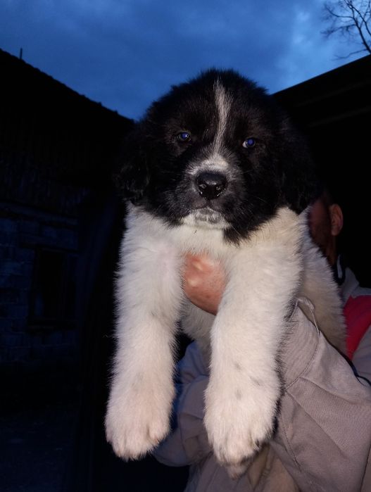 Căței ciobanesti romanesti de bucovina