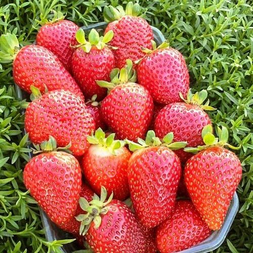 Рассады клубники. Сорт альбион