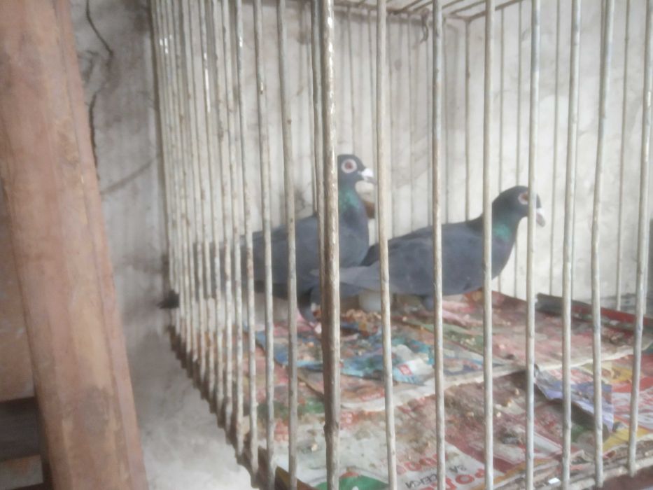 Продавам чифт кабаци