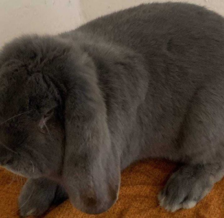 Iepure berbec german Si California