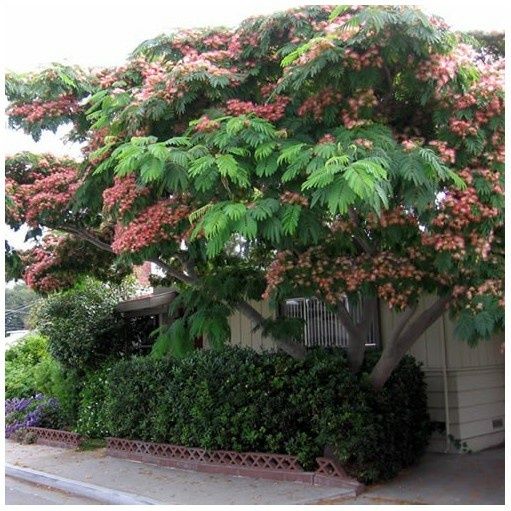 Vand sălcii pletoase la ghiveci  și arbori de mătase la ghiveci