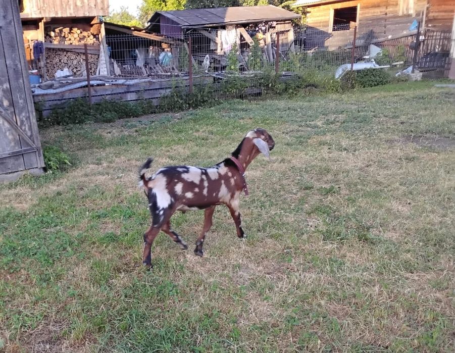 Ied de vânzare .