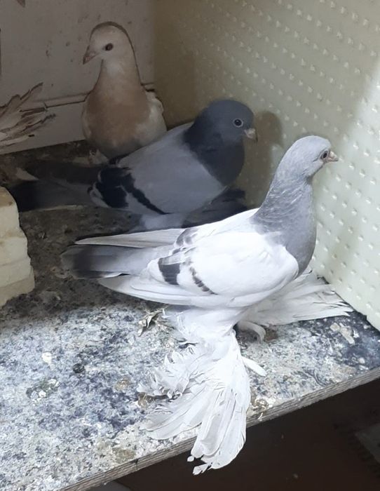 Продаются голуби молодые.