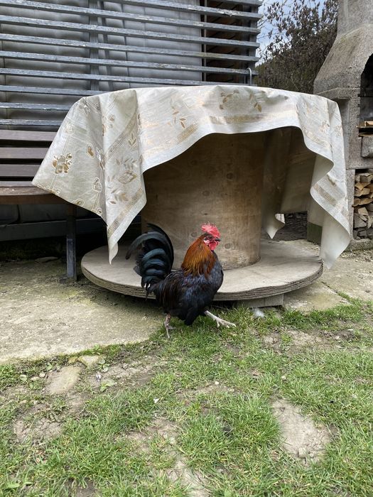 Cocoși de țară - rasă pitică