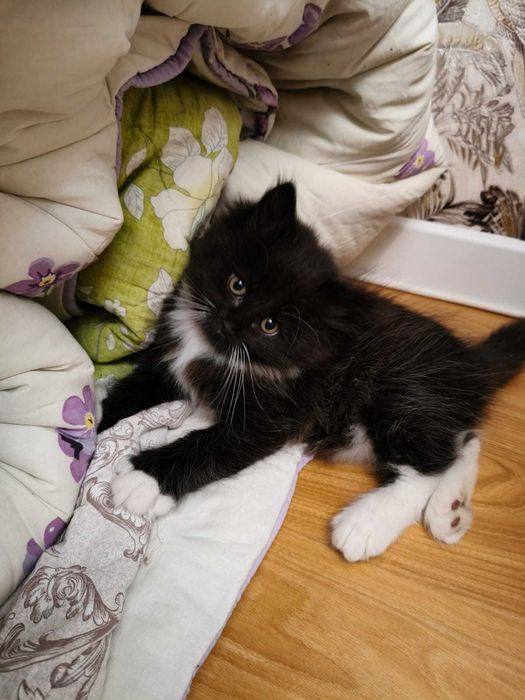 Котята 2 месяца продам