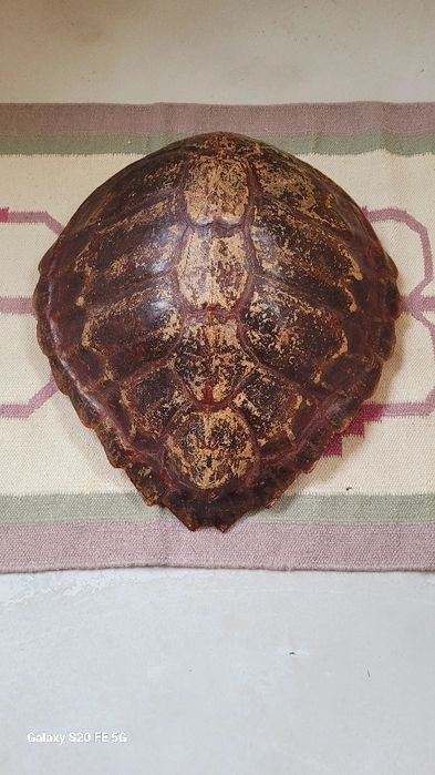 Голяма декоративна автентична коруба черупка от костенурка