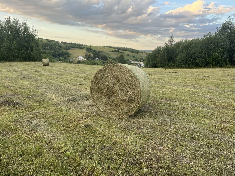 Baloți rotunzi fân pe plasă