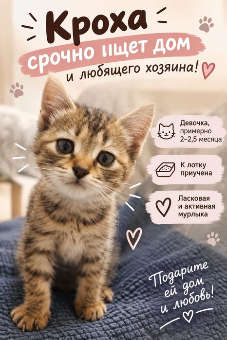 Котенок срочно ищет дом!!!