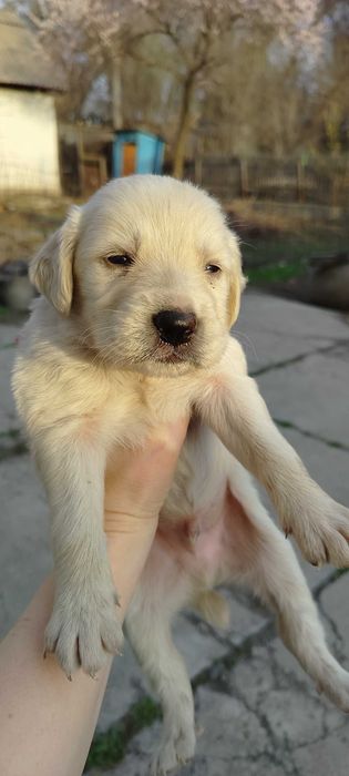 Щенки куртцхаар 5000 тенге