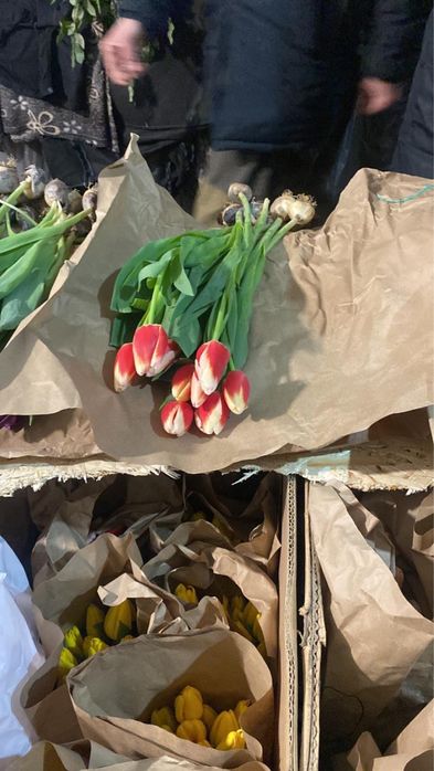 Крупные Тюльпаны