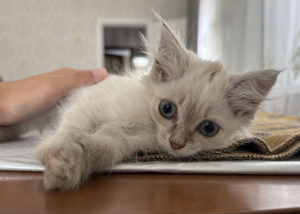 Отдам котят в добрые руки, в Астане.