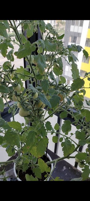 Продам кустики Помидор Минибел