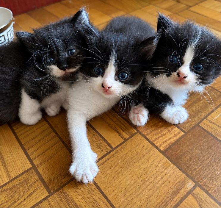 Отдам котят в добрые руки