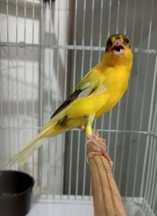 Kanareka limon avle nar sotiladi