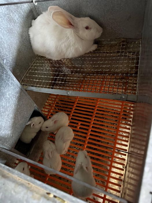 Xikol parodali quyonlar sotiladi