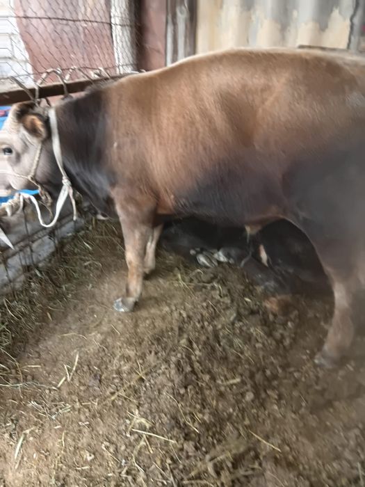 Продам бычков, бұқалар сатылады