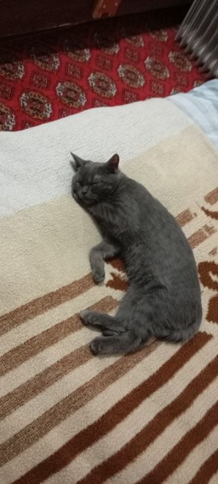 Опатный самец ищет себе жену