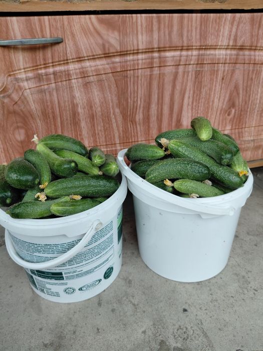 Продам домашнии огурцы